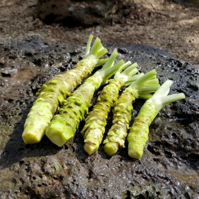 철원샘통고추냉이,철원샘통고추냉이 고추냉이 근경(생와사비)