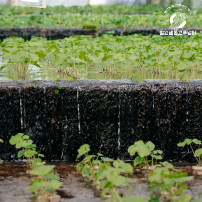 철원샘통고추냉이,철원샘통고추냉이 잎장아찌 500g